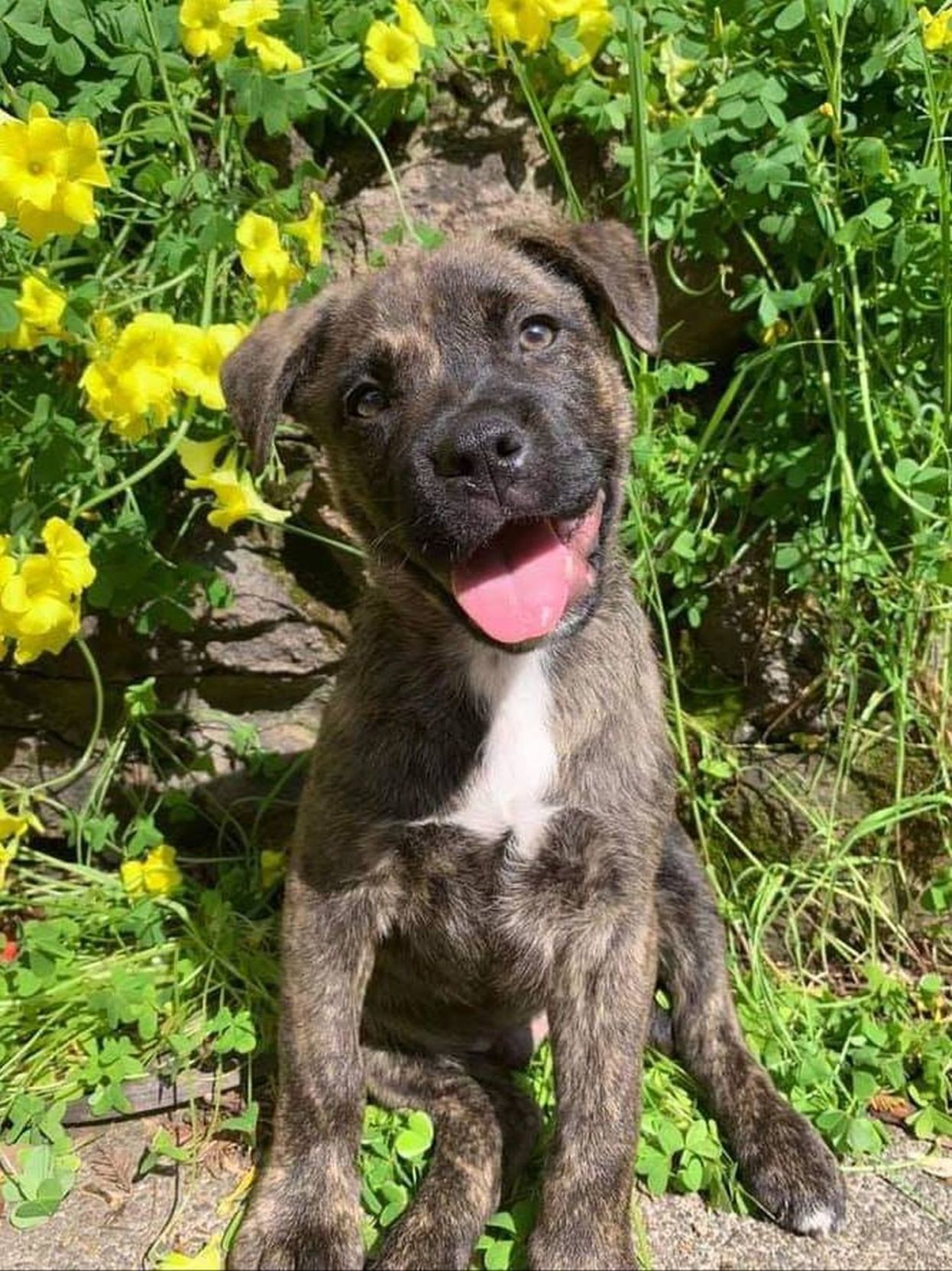 Adopt a Pet | Pepper